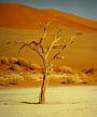 Dead tree, Sossusvlei, Namibia