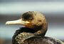 Cape Cormorant, Phalacrocorax capensis