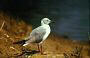 Greyheaded Gull, Larus cirrocephalus