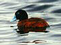 Maccoa Duck, Oxyura maccoa