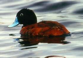 Maccoa Duck, Oxyura maccoa