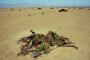 Welwichia desert plant, Namib desert, Namibia