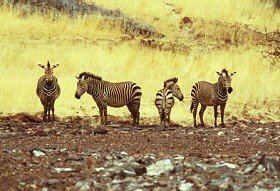 Mountain Zebra