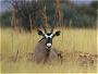 Gemsbok, Oryx gazella