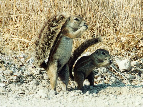 Ground Squirrel, Xerus inauris