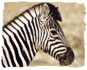 Burchells Zebra, Etosha, Namibia