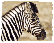 Burchell�s Zebra, Etosha, Namibia
