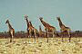 Giraffe, Giraffa camelopardalis