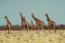 Giraffe, Giraffa camelopardalis