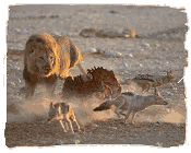 Eating lion chasing Jackalls, Etosha, Namibia
