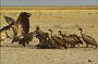 Whitebacked Vultures, Gyps africanus