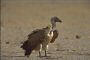 Whitebacked Vulture, Gyps africanus
