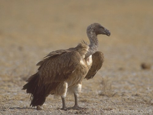 Whitebacked Vulture, Gyps africanus