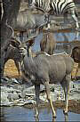 Kudu, Tragelaphus strepsiceros