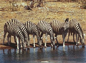 Burchell's Zebra