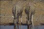 Burchell's Zebra, Equus burchellii