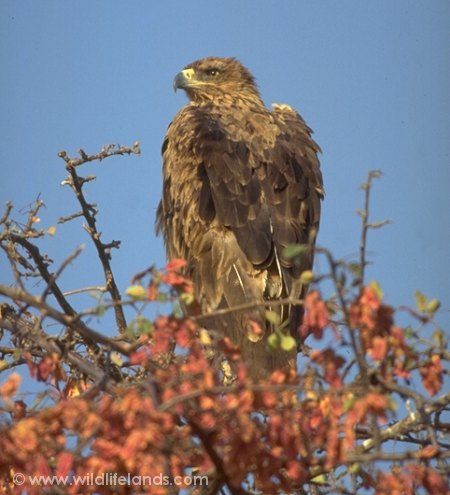 Steppe Buzzard, Buteo buteo