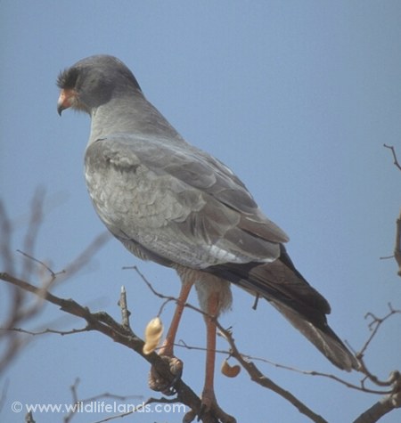 Pale CHanting Goshawk, Melierax canorus