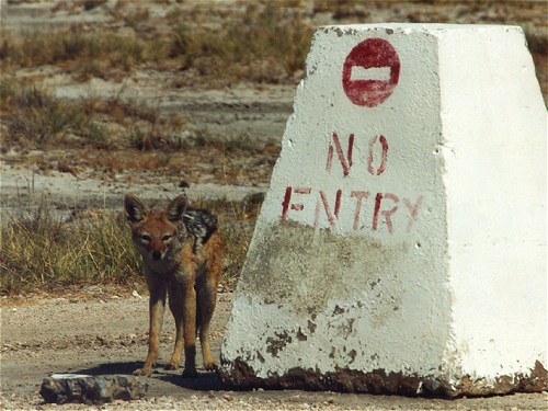 Black backed Jackall, Canis mesomelas