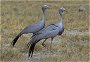 Blue Cranes, Anthropoides paradisea