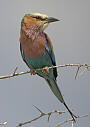 Lilacbrested Roller, Coracias caudata
