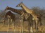Giraffe, Giraffa camelopardalis