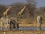 Waterhole, Etosha N.P. Namibia.