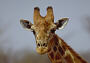 Giraffe, Giraffa camelopardalis
