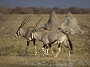 Two Gemsbok, Oryx gazella