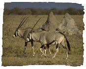 Gemsbok, Etosha N.P., Namibia
