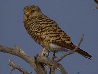 Greater Kestrel, Falco rupicoloides