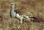 Kori Bustard, Ardeotis kori
