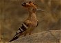 Hoopoe, Upupa epops