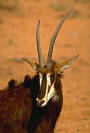 Sable Antelope, Hippotragus niger