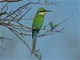 Swallowtailed Bee eater, Merops hirundineus