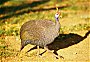 Helmeted Guineafowl, Numida meleagris