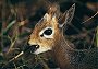 Damara Dik-dik, Madoqua kirkii