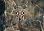 Damara Dik-dik, Madoqua kirkii