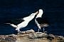 Blackbrowed Albatross, Diomedea melanophrys