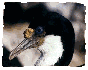 Imperial Cormorant, Phalacrocorax atriceps