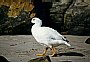 Male Kelp Goose, Chloephaga hybrida