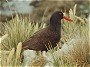 Blackish Oystercatcher, Haemotopus ater