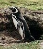 Magellanic Penguin, Spheniscus magellanicus