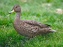 South Georgia Pintail, Anas georgica georgica