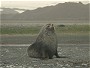 Kerguelen or Antarctic Fur Seal, Arctocephalus gazella