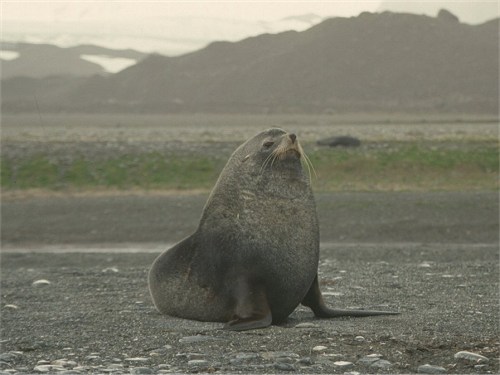 Kerguelen or Antarctic Fur Seal, Arctocephalus gazella