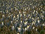 King Penguins, Aptenadytes patagonicus