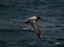 Lightmantled Sooty Albatross, Phoebetria palpebrata