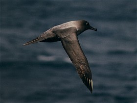Lightmantled Sooty Albatross, Phoebetria palpebrata