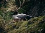 Lightmantled Sooty Albatross, Phoebetria palpebrata
